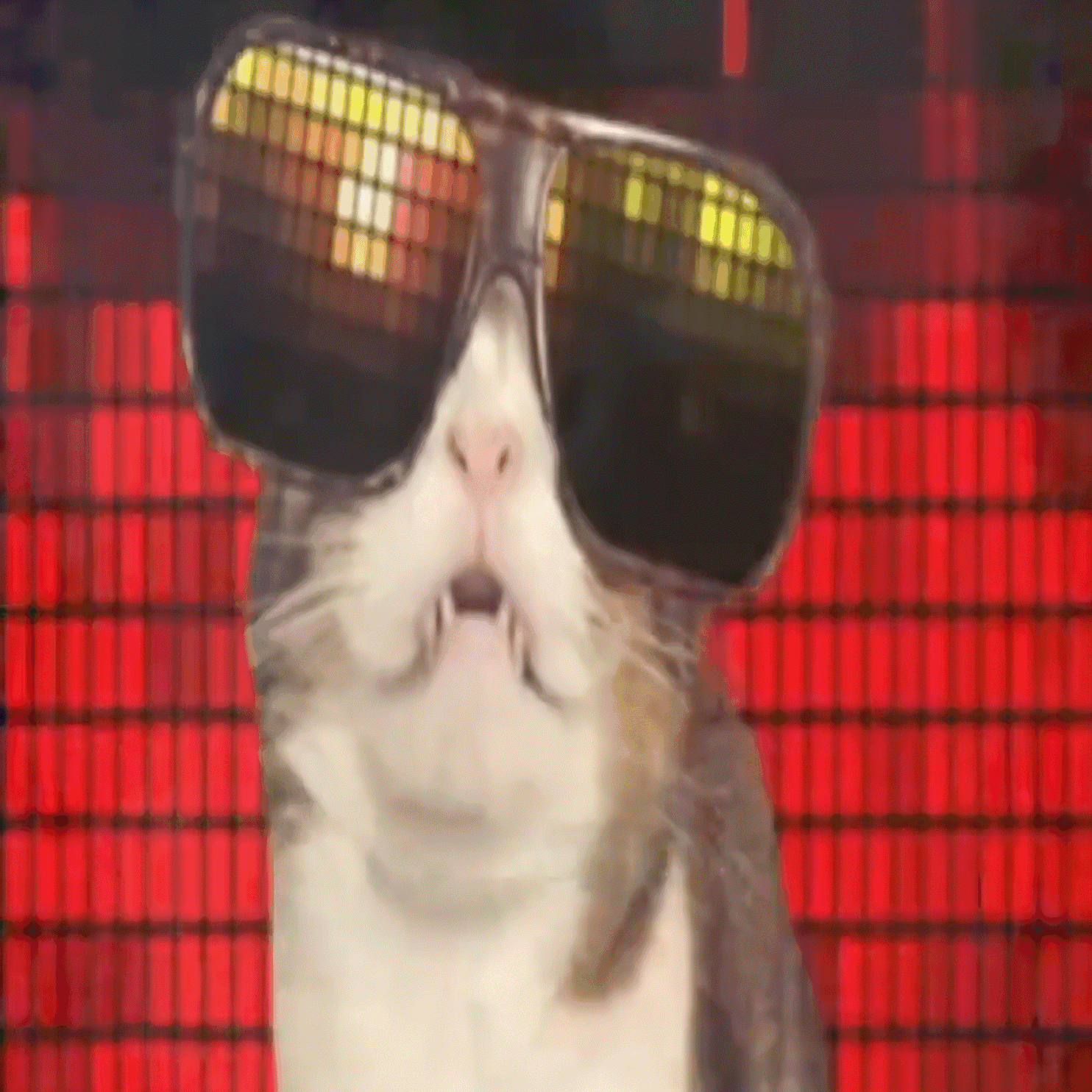partycat
