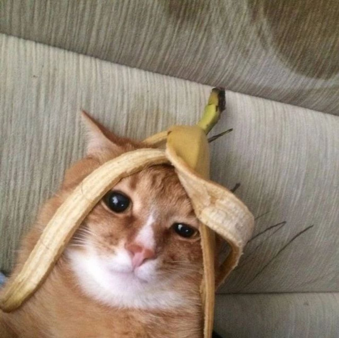 bacat