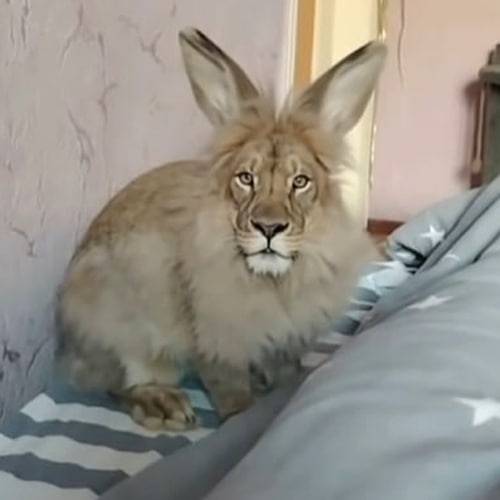 Cheremsha