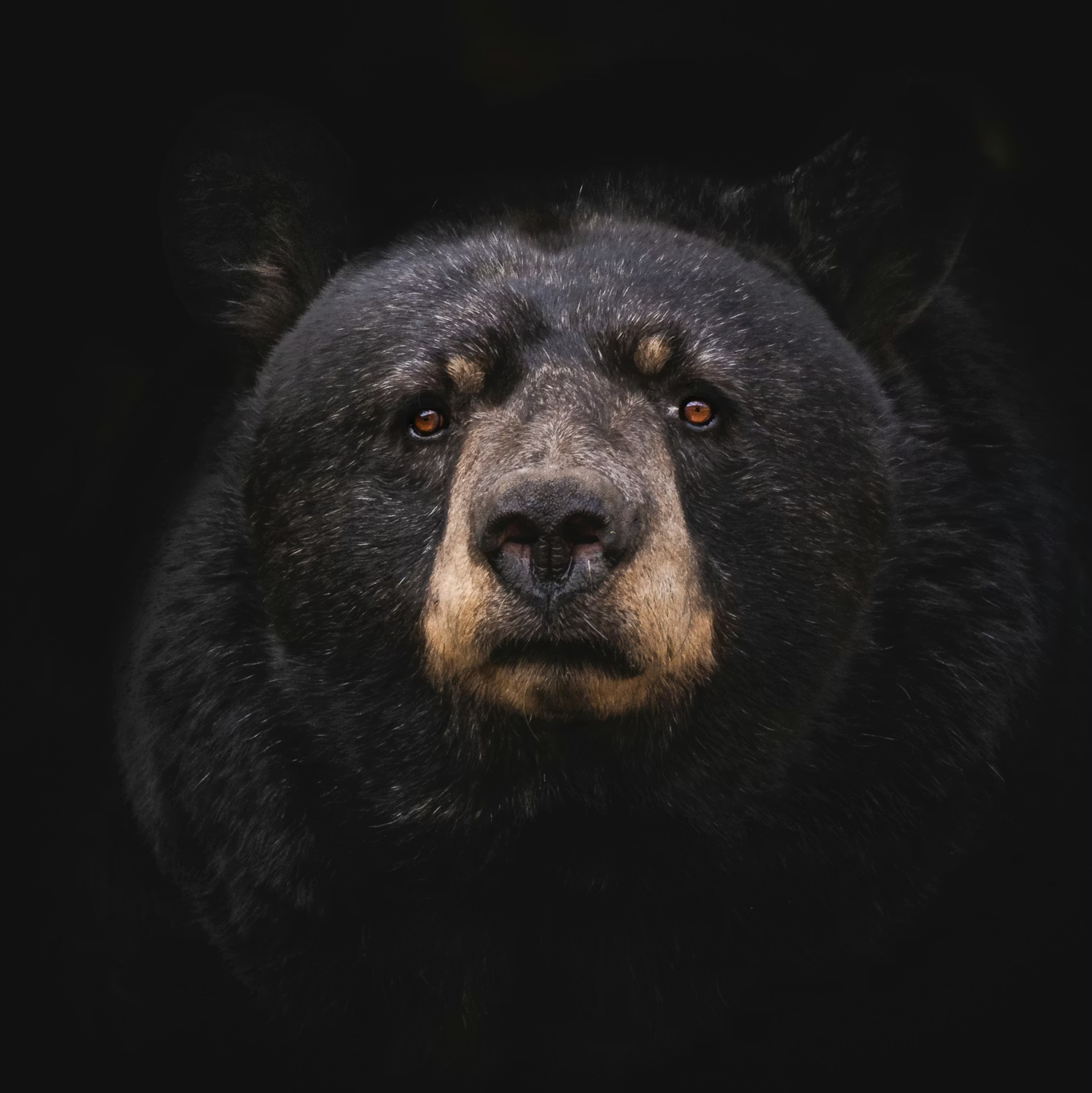 Bearly