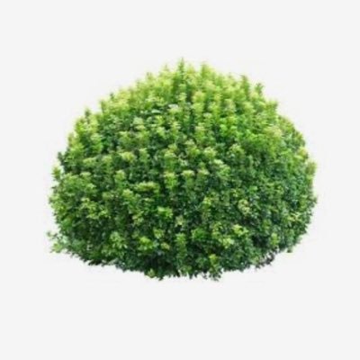 BUSH