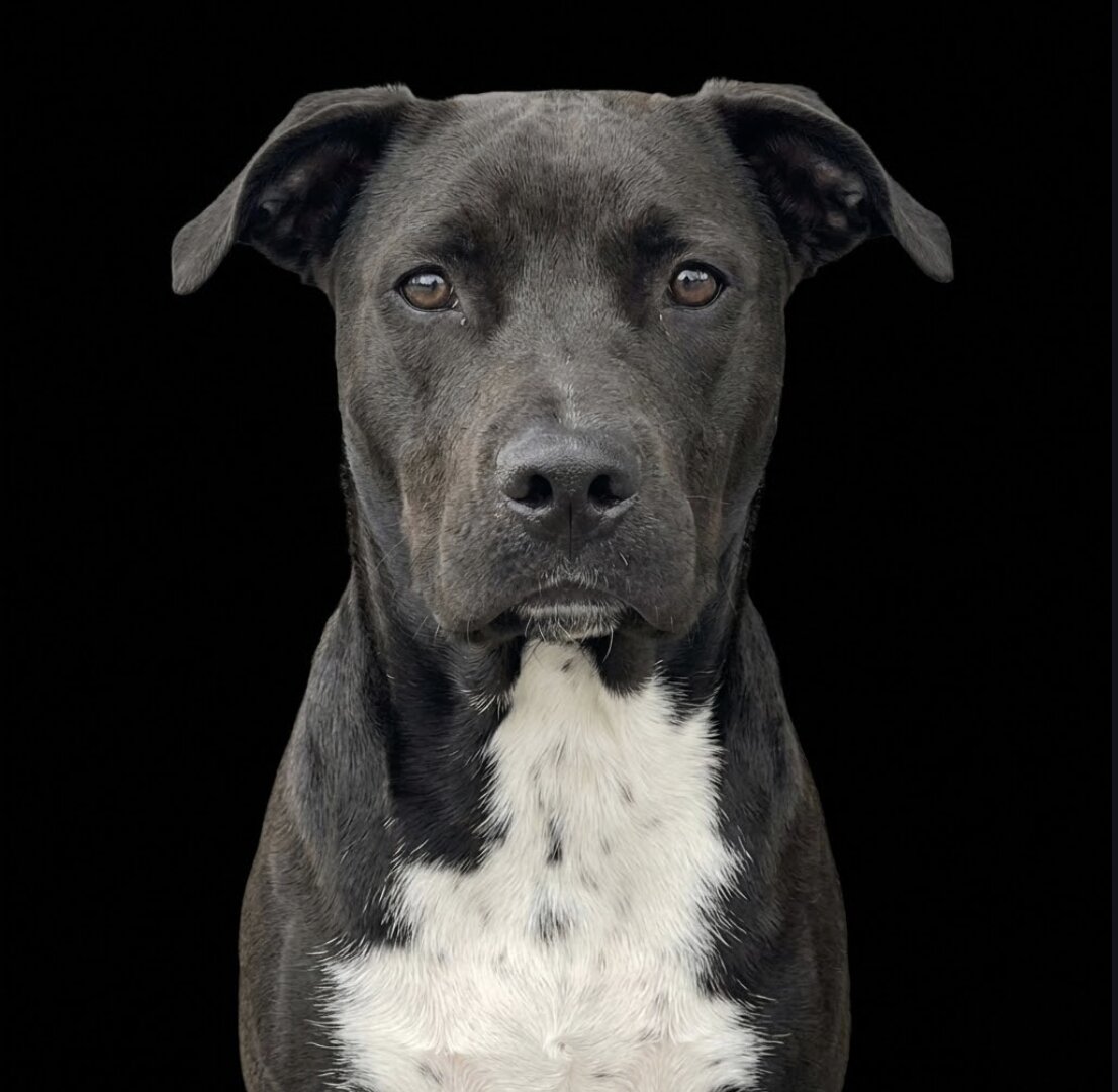 First Neuralink Dog logo