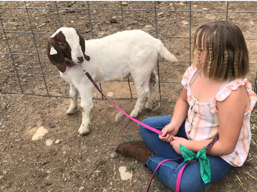 Cedar Goat