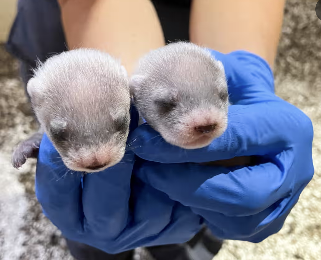 CLONED