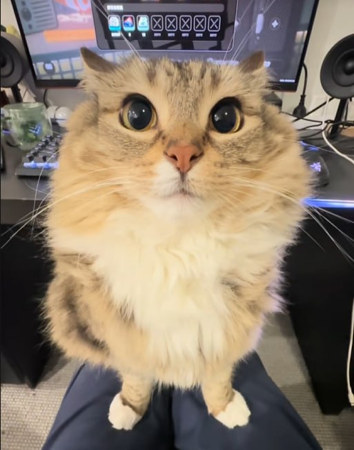 LUNA