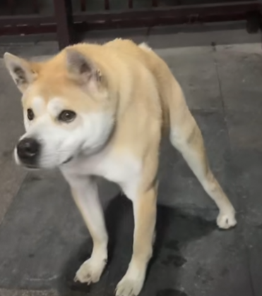 土豆