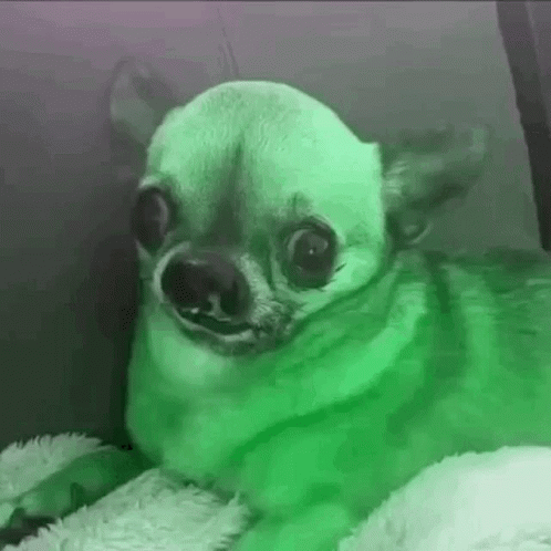 gdog