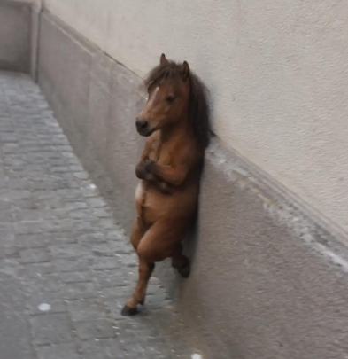 HORSE
