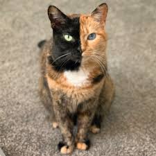 Hanbun