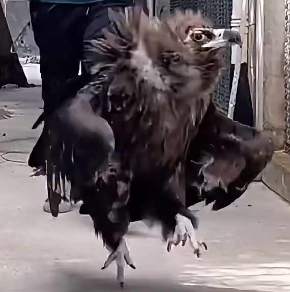 Vulture