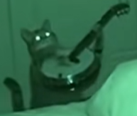BanjoCat