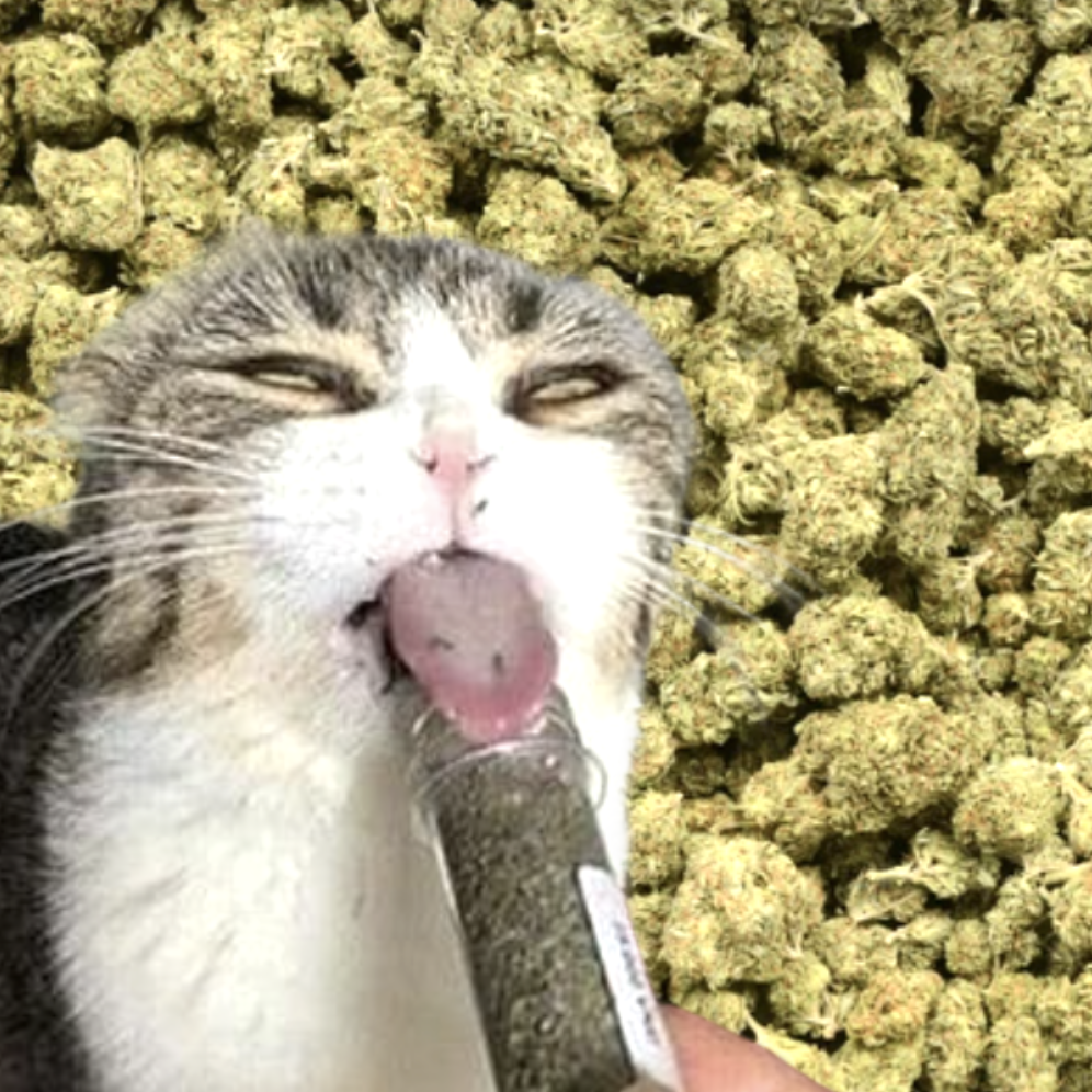 CATNIP