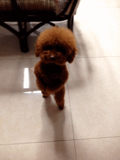 CDDC