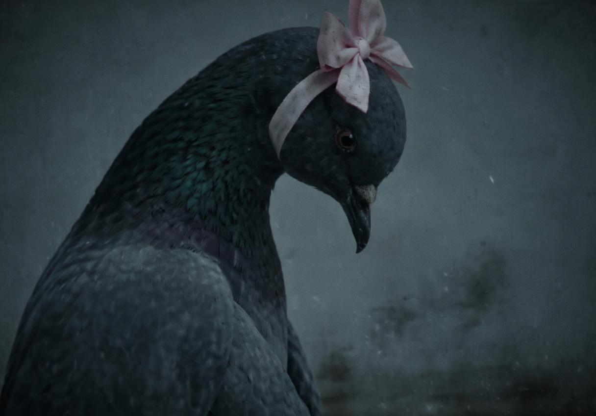 Pigeon