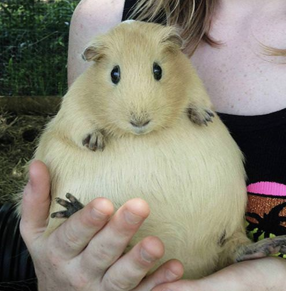 GPIG