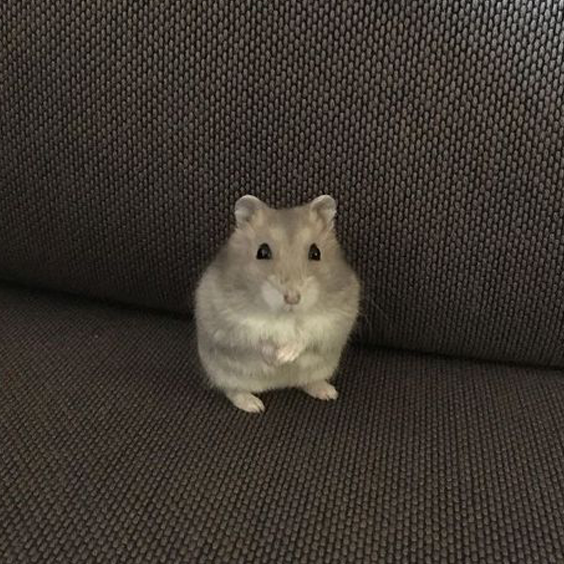 Peep