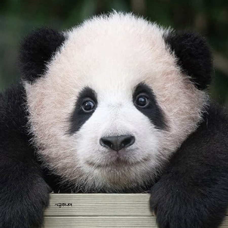 FUBAO