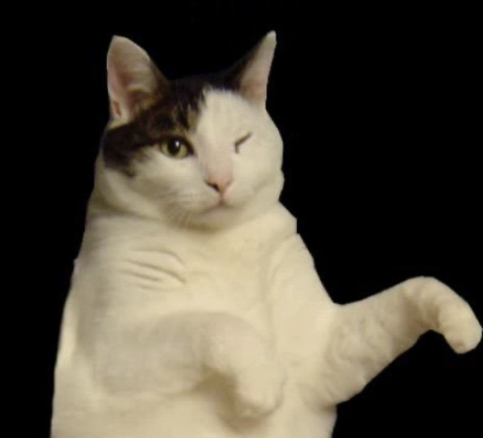 Kitty