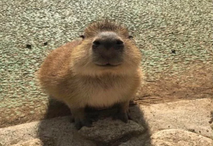 CAPY