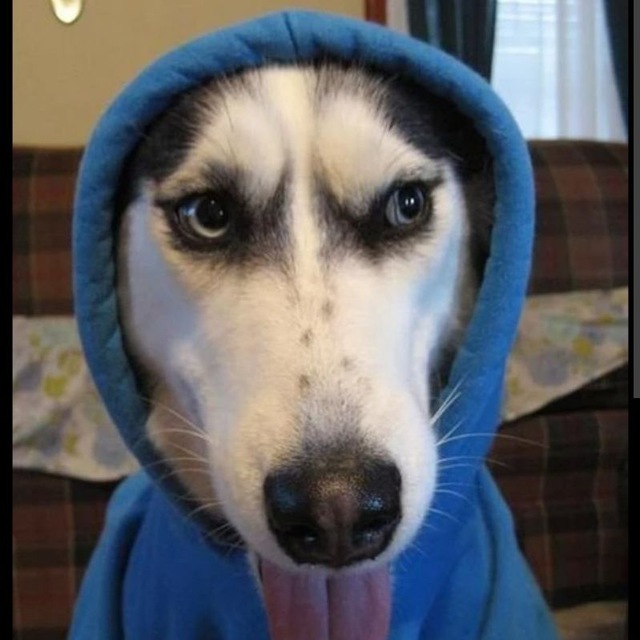 Durovdog