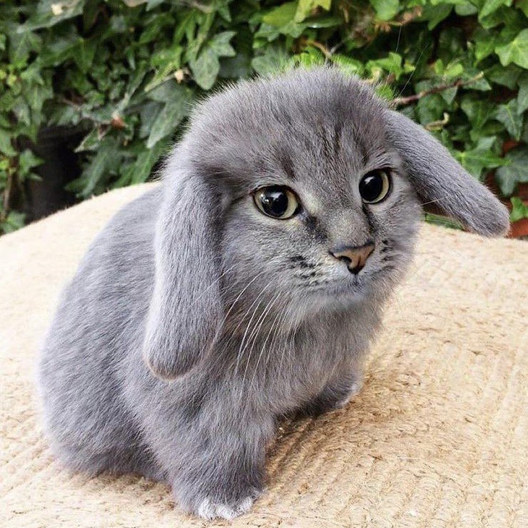cabbit