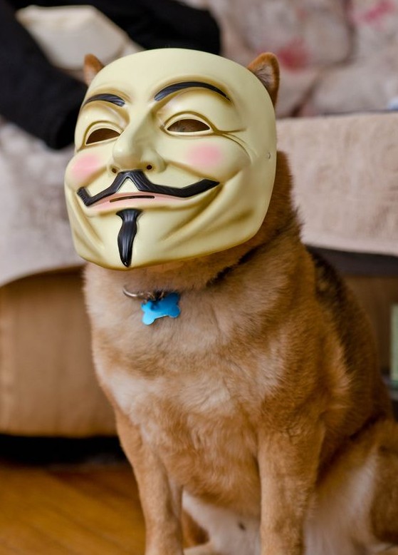 ZDOG
