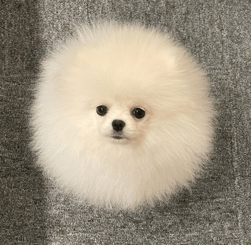 Hairball