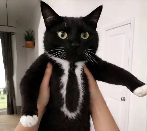 CEO