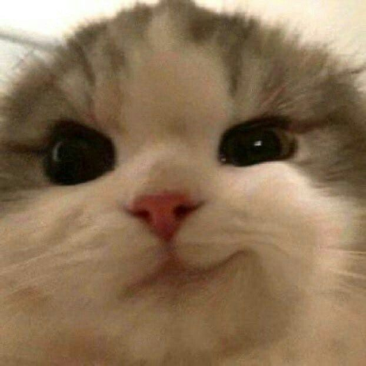 SMIRKCAT