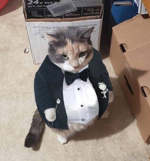 SUITCAT