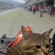 racecat