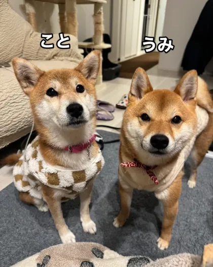 UMICHAN