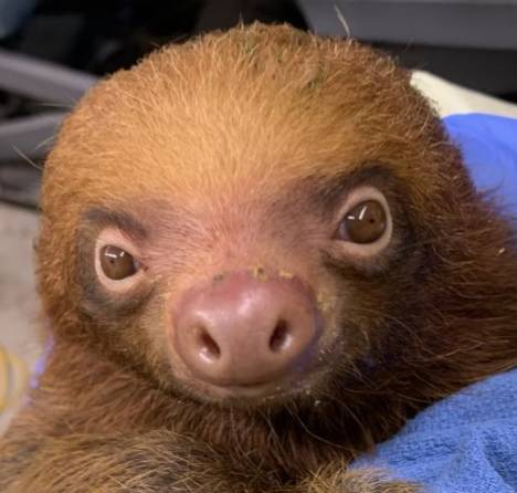 SLOTHS