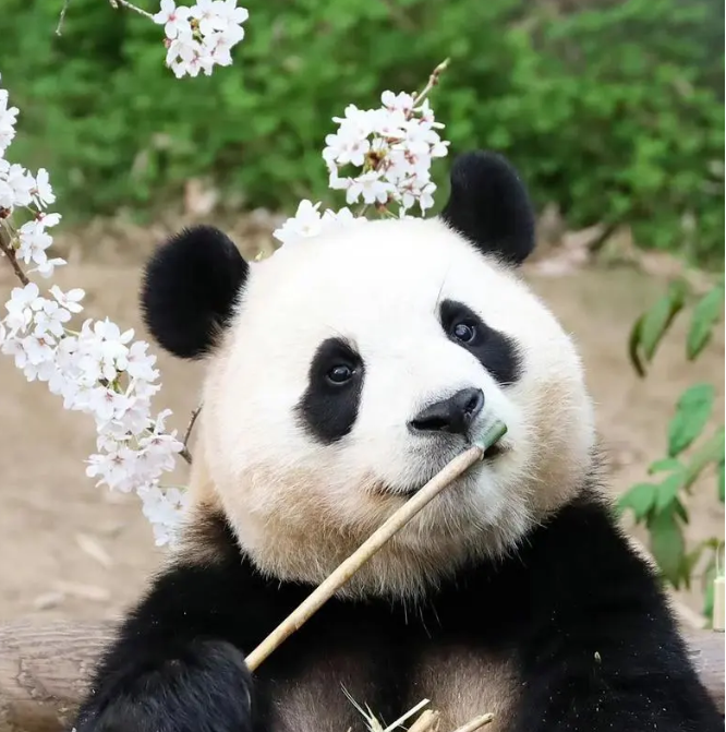 FuBao