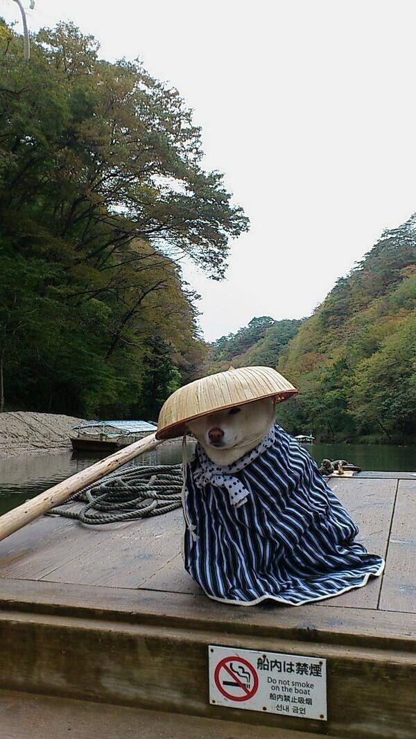 Shibasin