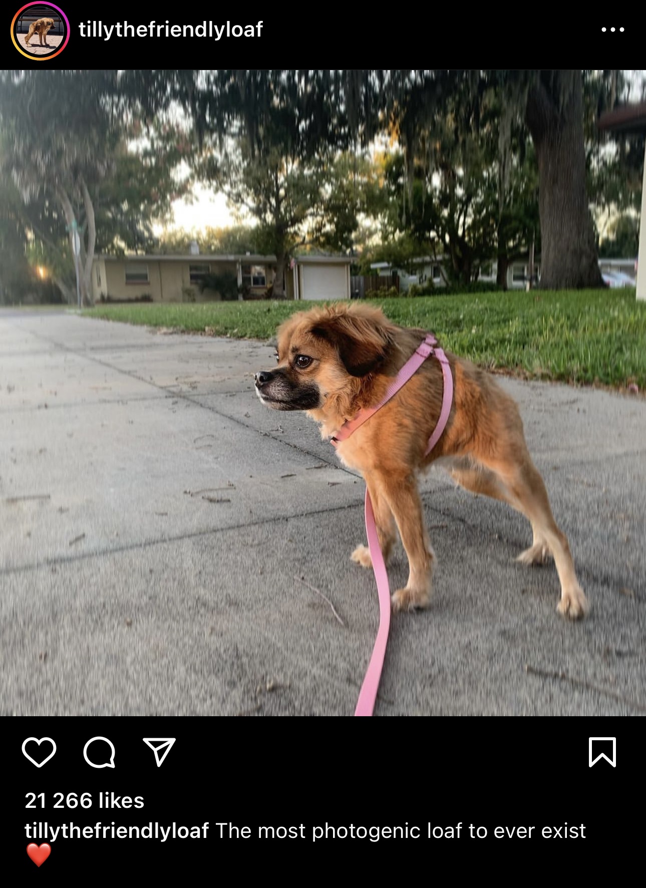 tilly