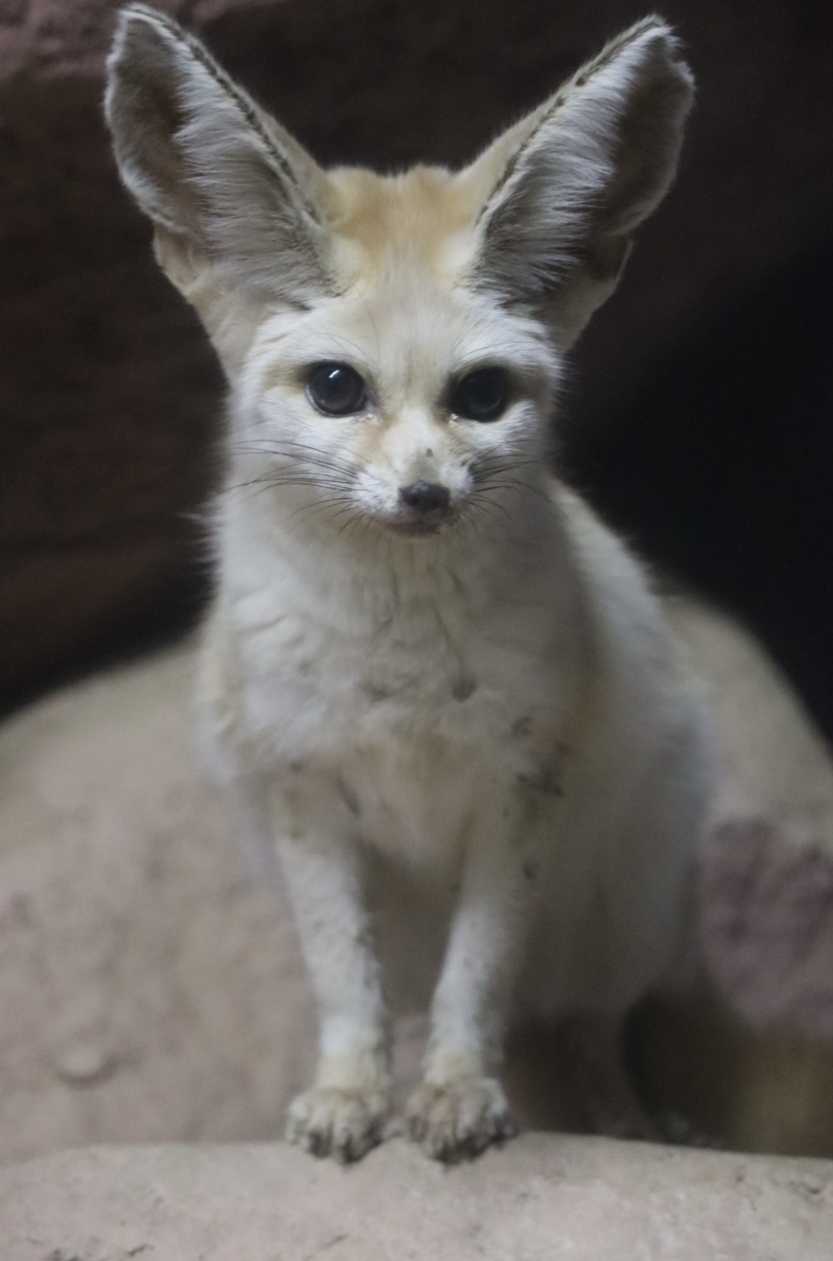 Laki-chan
