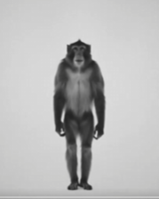 MONKEY
