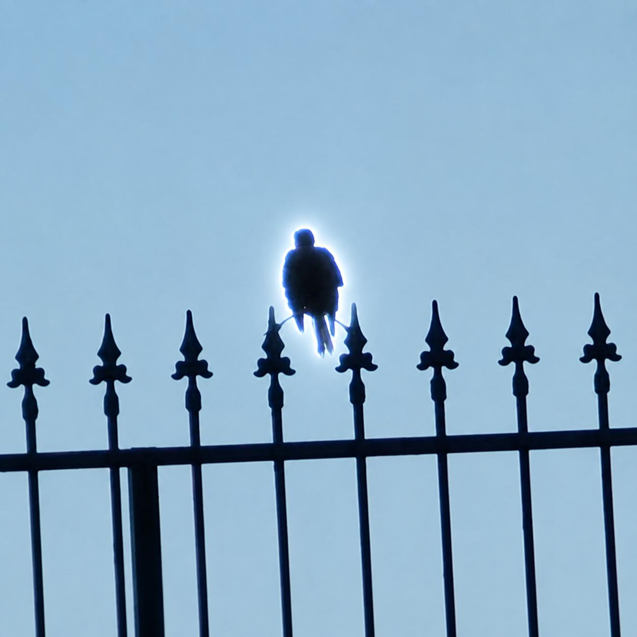 Crow