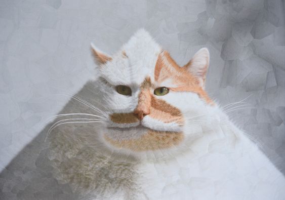 △CAT