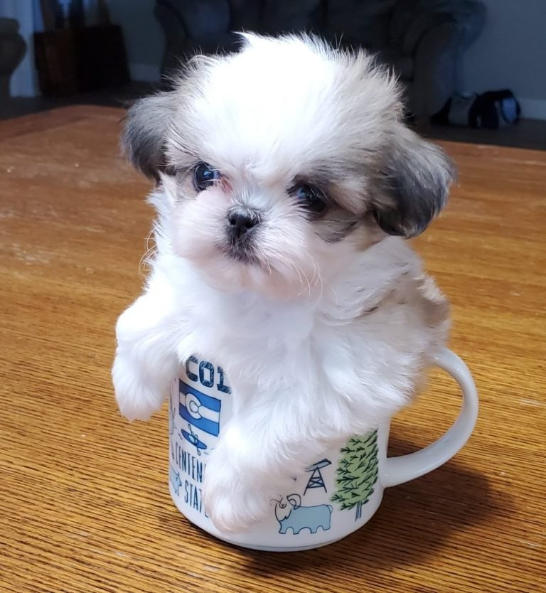 Cupdog