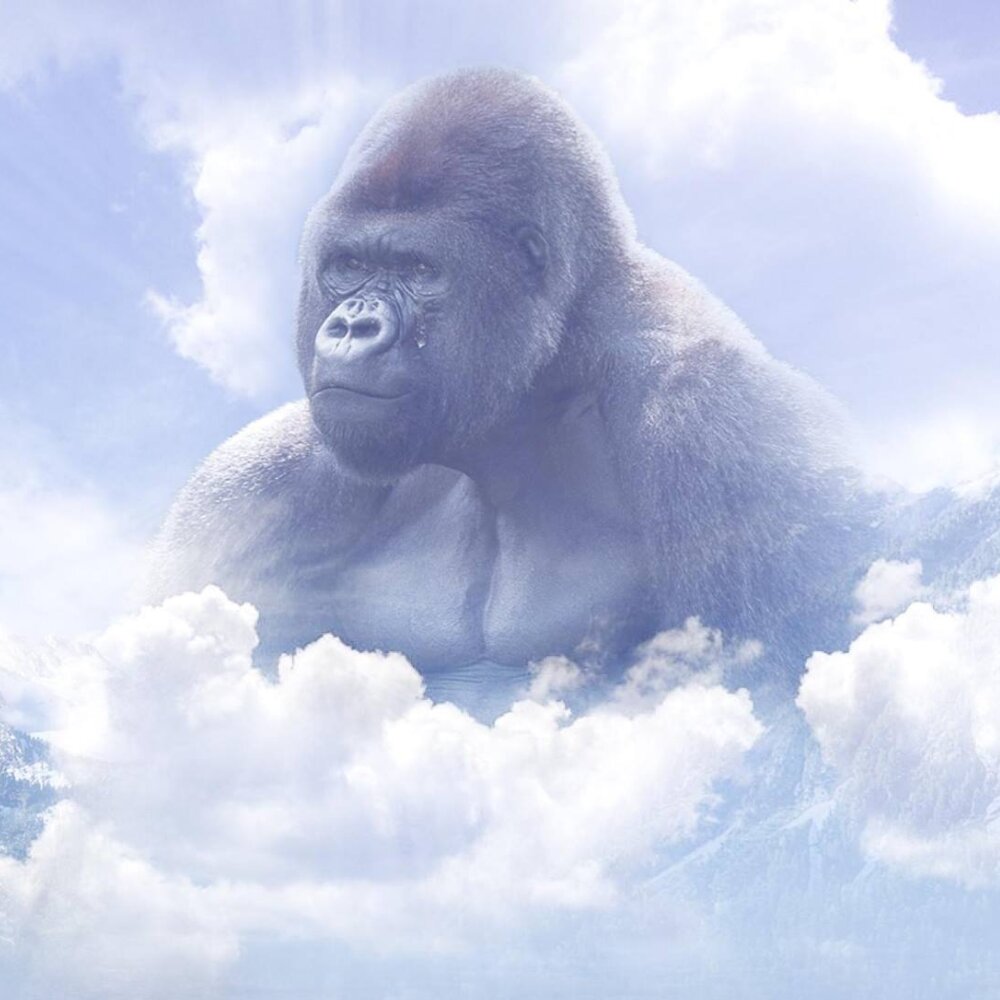 HARAMBE