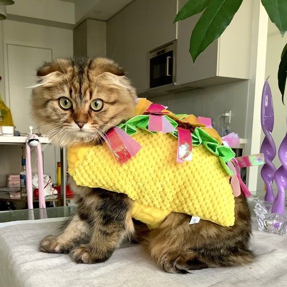 TacoCat