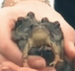 ThreePepe