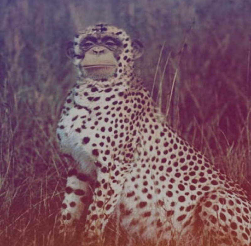 PUMA