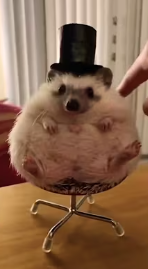 hogwifhat