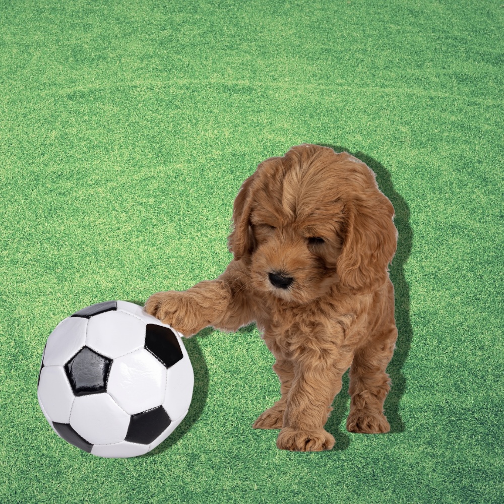 FOOTY