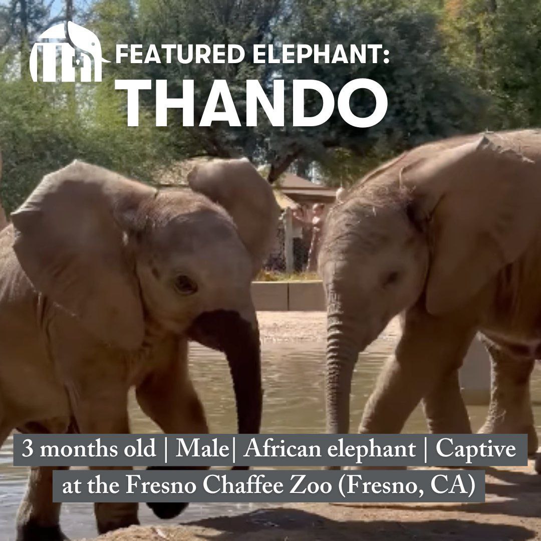 Thando