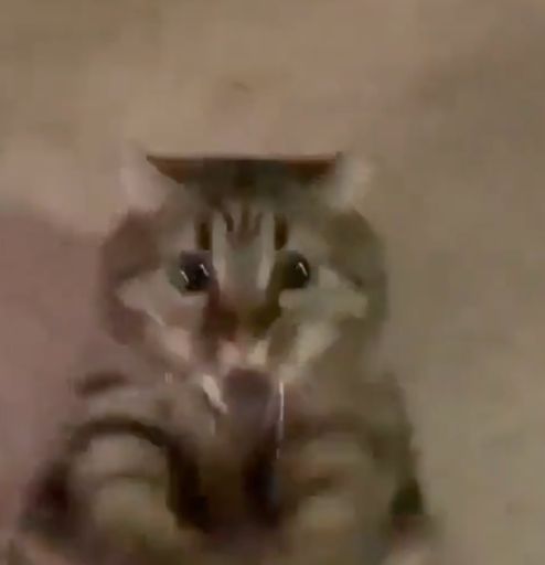 QMCAT