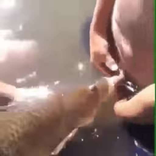 cockfish